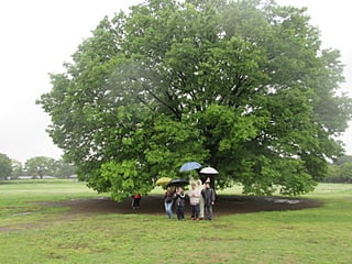 昭和記念公園の大きな木の下で記念撮影をする七宝の面々