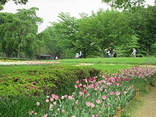 フラワーフェスティバル中の昭和記念公園を歩く