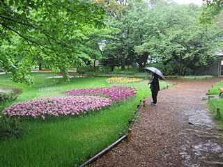 雨の中傘をさして昭和記念公園を歩く人