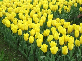 昭和記念公園で撮影した一面に咲く黄色いチューリップ