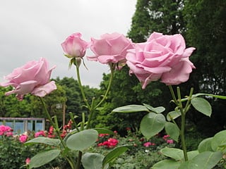 相模原北公園に咲くピンク色の綺麗な薔薇