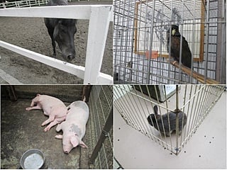 麻溝公園：ポニー、うさぎ、インコ、豚