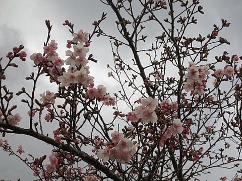 鈴廣で咲き誇る桜の花。