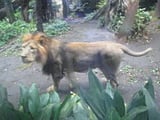 上野動物園ライオン