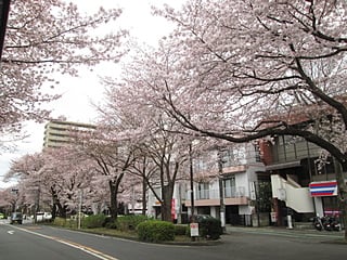 相模原市役所さくら通りの桜　とっても綺麗
