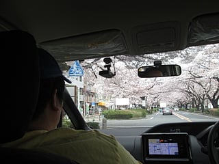 車内から見たさくら通りの桜